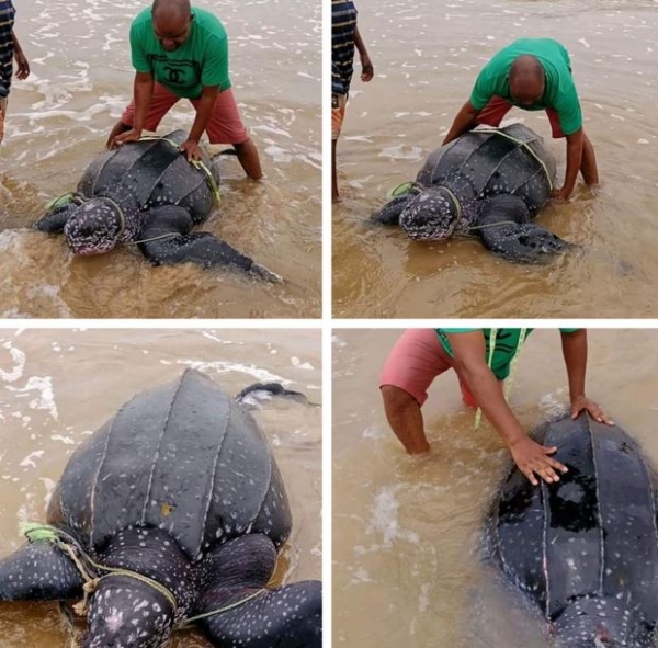 Leatherback Sea Turtle Released Back Into The Ocean After It Was Caught In Bayelsa (Photos)