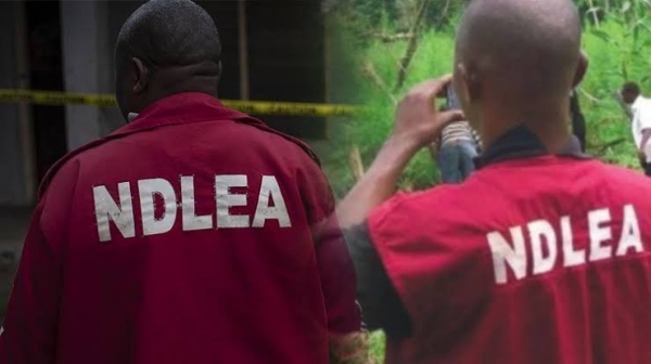 [Photos] NDLEA Operatives Arrest Wanted Drug Kingpin, Nollywood Filmmaker, Others In Major Raids Across Nigeria