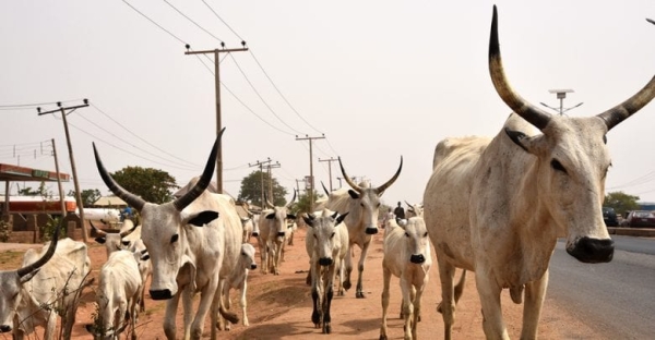 Over 30 cows die in Plateau after suspected poisoning by unknown persons