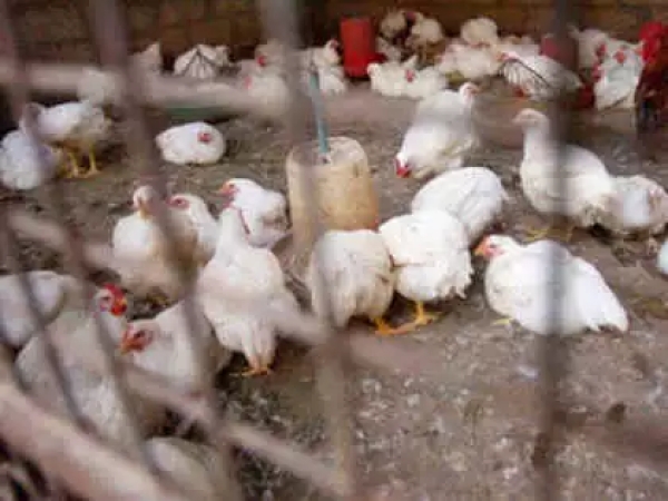 Huge Unsold Stock: ‘Poultry farmers in massive lost as people shunned chicken during Christmas, New Year’