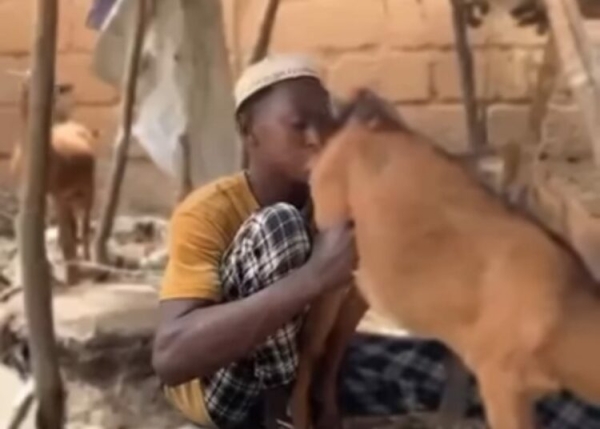 Hisbah Arrests 24-yr-old Man Over Obscene Act With Goat In Kano